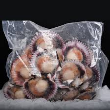 OSTION CON CONCHA 1K