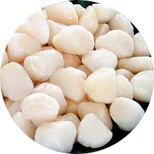 [SEA GARDEN] CARNE DE OSTION 1K