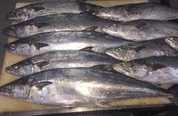 [2110000000000] ALBACORA CONGELADA