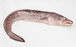 CONGRIO ENTERO FRESCO